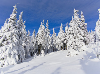Fototapeta na wymiar Beautiful snow covered forest in Ramzova, Czech Republic