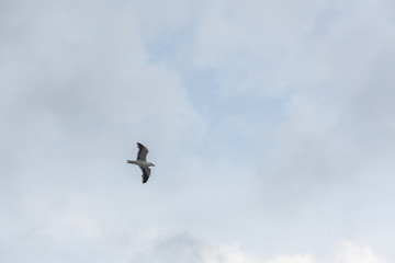 Seagull in the sky in cloudy weather against a cloudy sky
