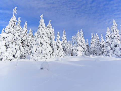 Beautiful snow covered forest in Ramzova, Czech Republic