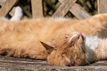 Ginger tom cat sunbathing on wooden bench sticking tongue out