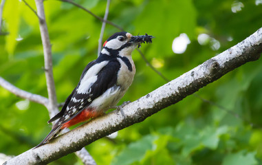 Obraz premium Great Spotted Woodpecker, Dendrocopos major. The male scored a full beak of food for the chicks and sits near the nest