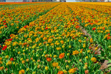 Tulip field in holland on a sunny day