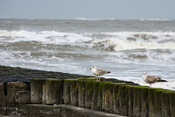 Möwen auf Norderney