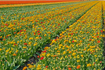Tulip field in holland on a sunny day