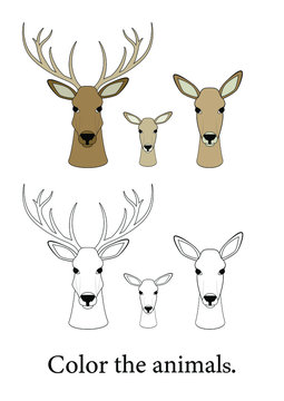 Coloring. Page of a children's educational book. Black and white deer snouts and color swatches. A male deer with large horns, a female deer and a baby deer on a white background. 