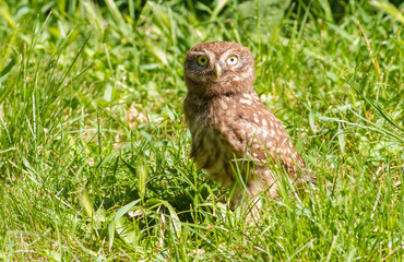 Little Owl, Athene noctua. A young bird recently left the nest. Chick is sitting on the grass.