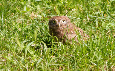 Little Owl, Athene noctua. A young bird recently left the nest. Chick is sitting on the grass