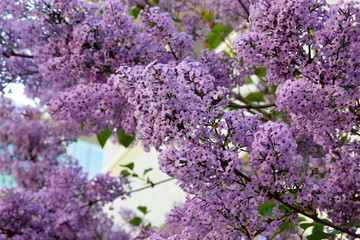Fototapeta premium lilac flowers in the garden