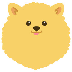 Flat colored Pomeranian front head