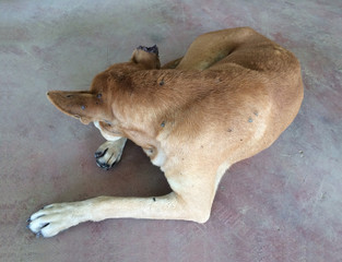 Ticks on dog hair. Ticks sucking dog blood. Dangerous insect mite, encephalitis, lyme disease, borreliosis, infection concept