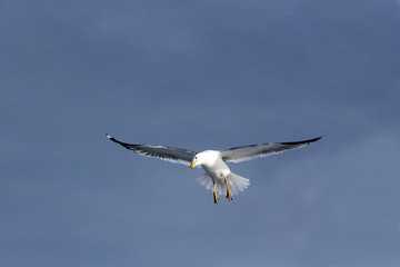 vol du goéland