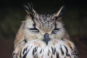 eagle owl