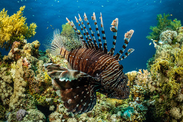 Fototapeta na wymiar brown band red lionfish fish
