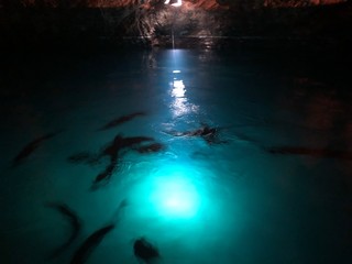 Fische schwimmen in einem kleinen See in einer Höhle in der nähe von Sion in der Schweiz 2019