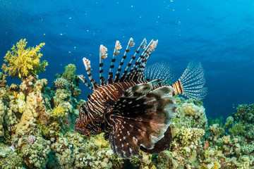 Fototapeta na wymiar brown band red lionfish fish