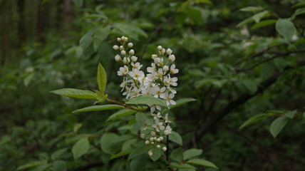 white flower in the forest