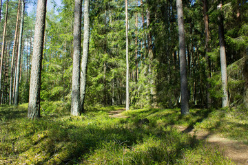 Fototapeta premium Cognitive trail through Labanoras forest. In the depths of the forest