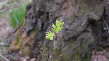 green moss on the tree