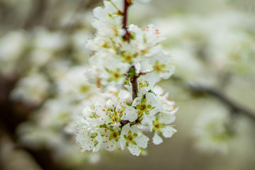 Peach and apple trees have just blossomed.Pink and white flowers blooming in spring-Close Up