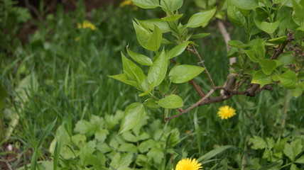 Fototapeta premium yellow flowers on green grass