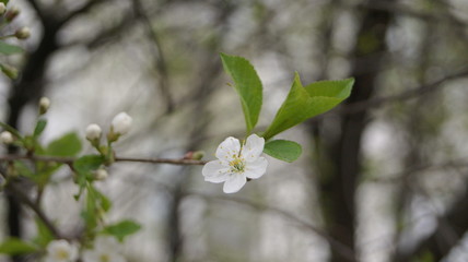 cherry blossom in spring