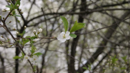 cherry tree blossom