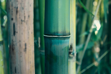 Bamboo green forest, bamboo stem close up, asian nature