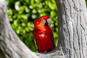 red and yellow macaw
