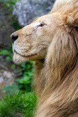 portrait of a lion