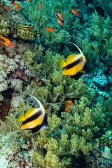 Fototapeta na wymiar two yellow black longfin bannerfish fish