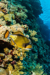 Naklejka na ściany i meble large titan triggerfish fish on reef