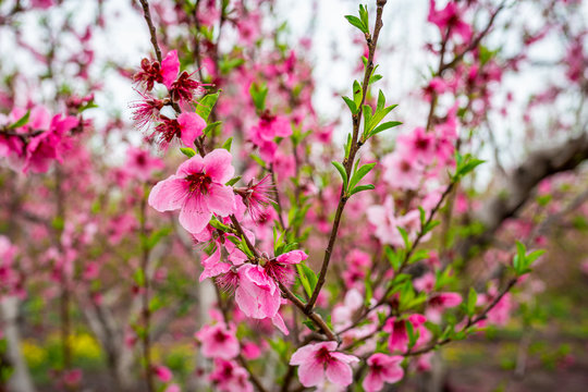 Peach and apple trees have just blossomed.Pink and white flowers blooming in spring-Close Up