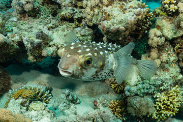 Naklejka na ściany i meble large freckled porcupinefish fish on sand