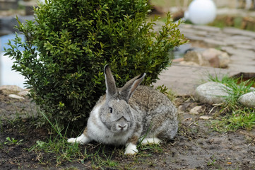Pet Bunny in the village in the garden