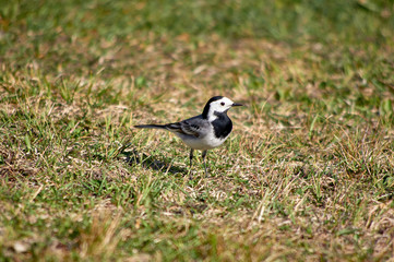 White Wagtail on a background of grass.