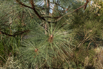 Fototapeta premium Long Green Foliage and Cones of an Evergreen Coniferous Apache Pine Tree (Pinus engelmannii) Growing in a Garden