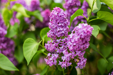 purple bush of blooming lilac in a park area close-up with blur