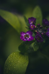 close up of a purple flower