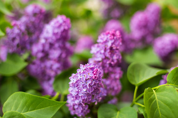 purple bush of blooming lilac in a park area close-up with blur