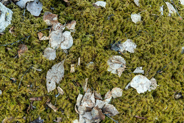 texture and texture of the moss with fallen leaves and pebbles