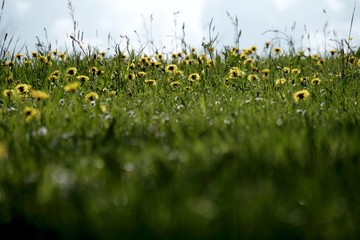 L&ouml;wenzahl, Pusteblume