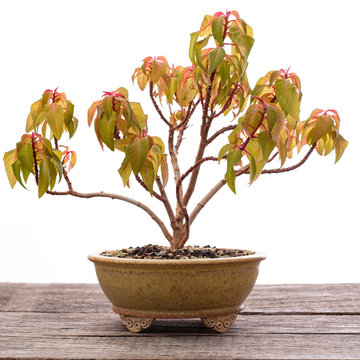 Poinsettia (Euphorbia pulcherima) bonsai tree