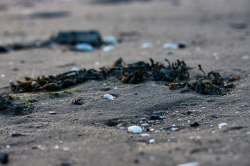 ants on the beach