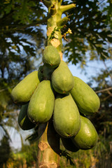 green papaya fruit