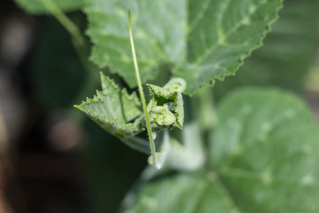 Green leaf of Yellow pumpkin plant