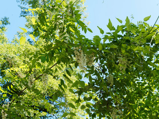 Rameaux, feuillage dense et grappes de fleurs blanches papillonancées du Robinier faux-acacia ou carouge au printemps (Robinia pseudoacacia)