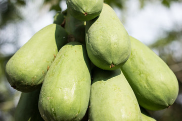 green papaya fruit