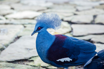 Western Victoria Crowned Pigeon