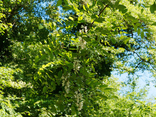 Bosquet verdoyant et envahi d'arbustes robiniers faux acacia (Robinia pseudoacacia) en floraison printanière