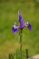 close up of harlequin flag flower near streambank in germany